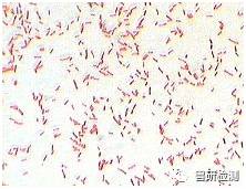 副猪嗜血杆菌病发病概况及防治措施