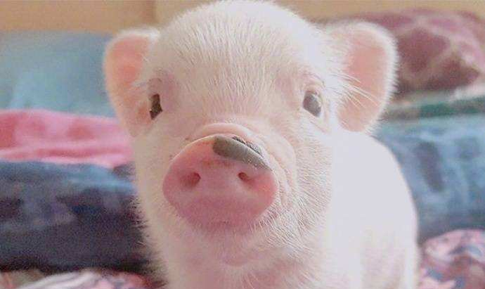 巨头竞相跨界入场，互联网风口能把猪吹多高？