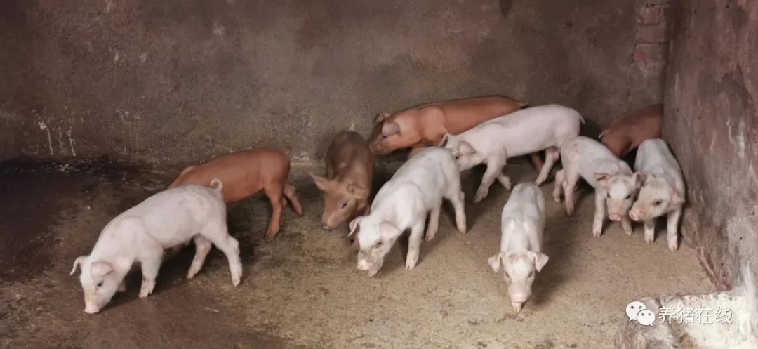 猪病的防治黄金法则