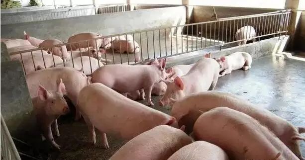 猪群稳定时，猪突然猝死，竟然是因为... ...